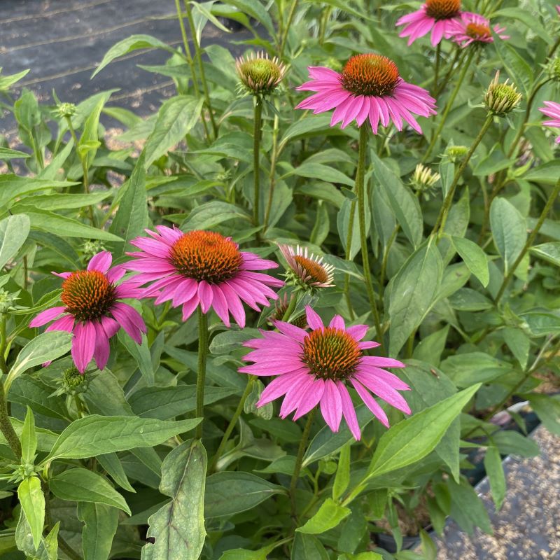 Purple flowers of Echinacea purpurea Pica Bella in front of green leaves