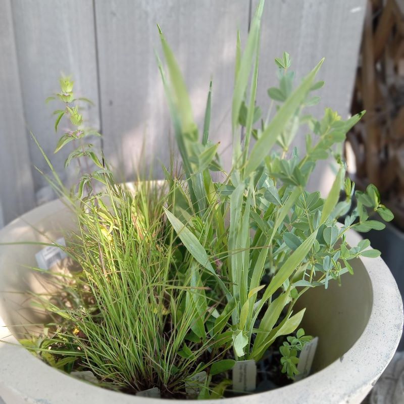 Eco Tray 25 (Full Sun, Avg. to Dry Soil) with a variety of average to wet-loving plants grown as LP50 landscaping plugs.