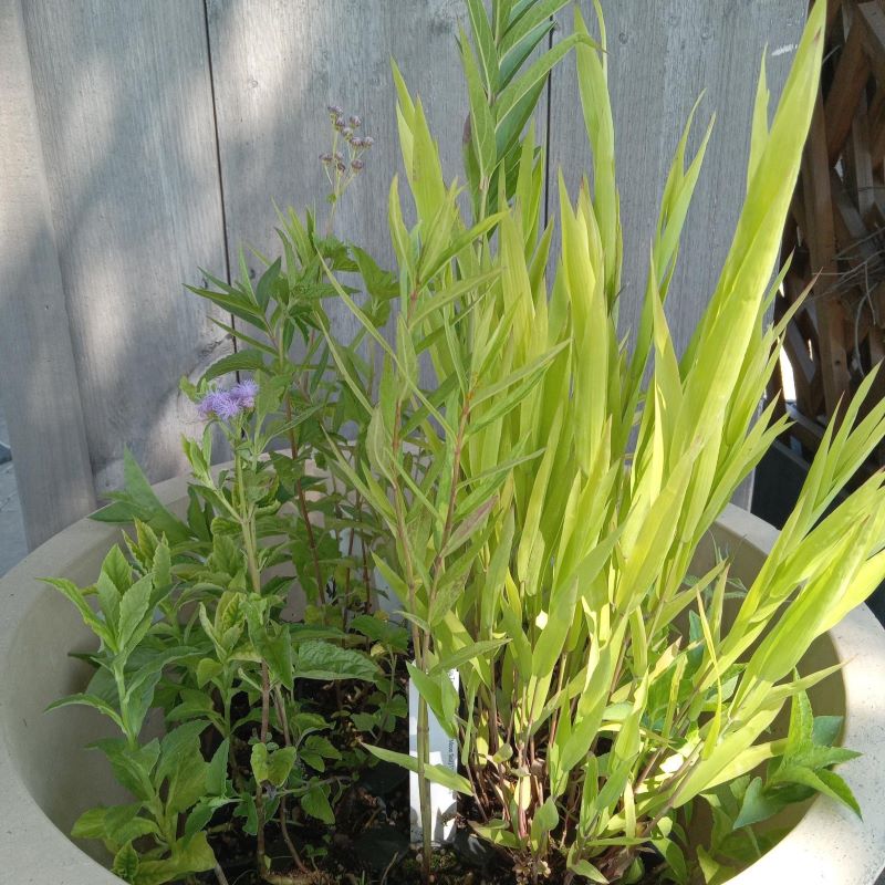 Eco Tray 25 (Full Sun, Avg. to Moist Soil) with a variety of average to wet-loving plants grown as LP50 landscaping plugs.