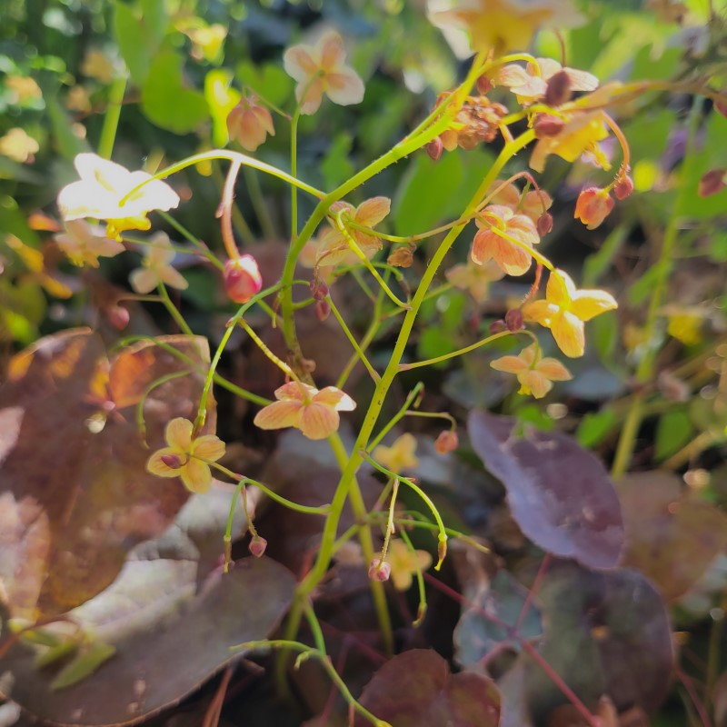 Epimedium 'Black Sea' (Barrenwort)
