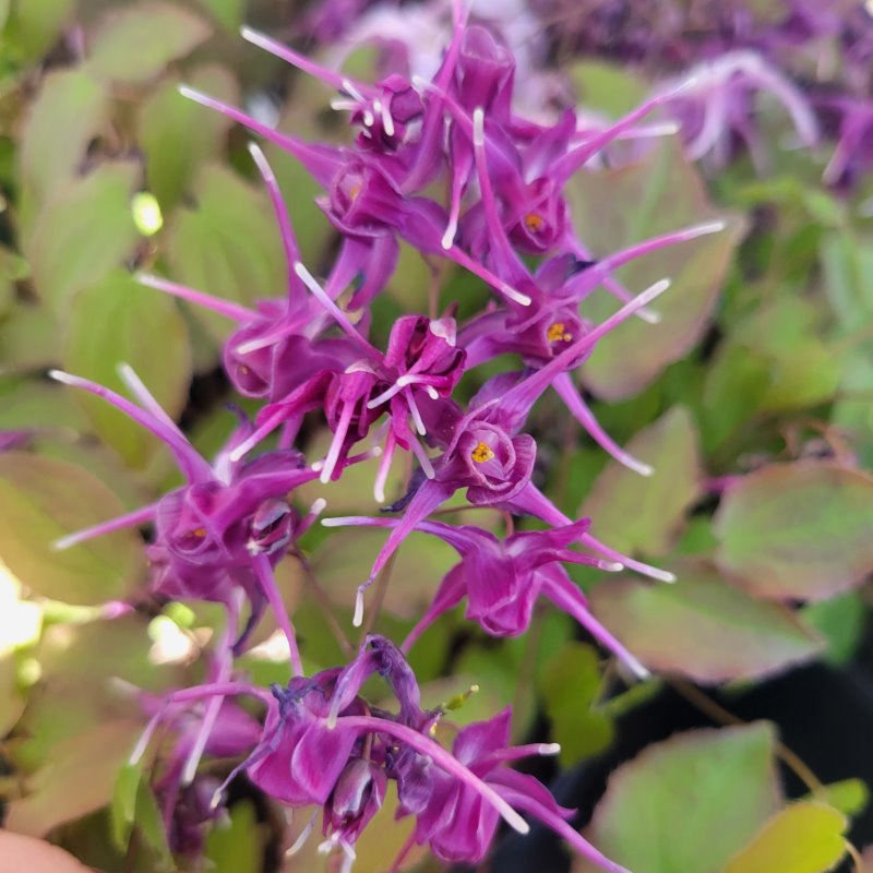 Close-up of the vibrant purple flowers of Epimedium grandiflorum 'Purple Prince' 