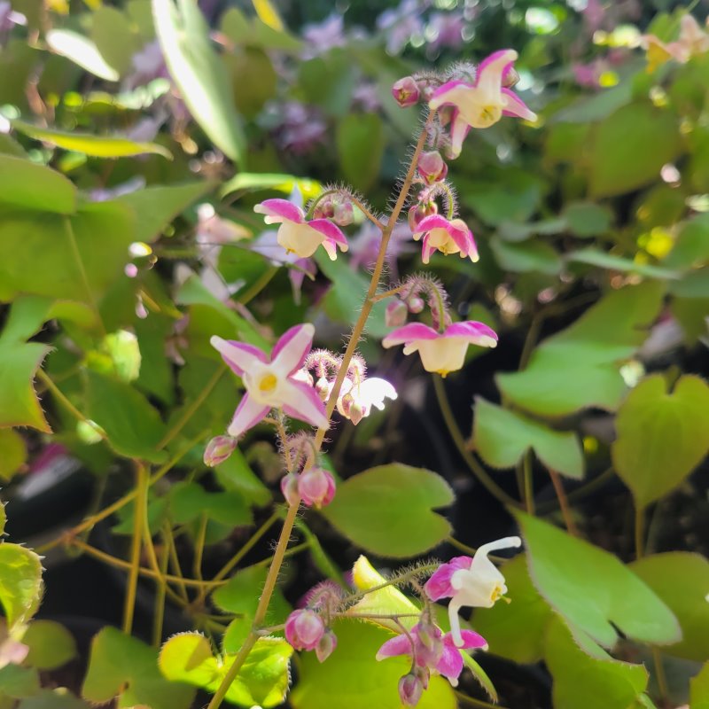 Close-up of the pleasing pink colors of the four-part flowers of Epimedium x rubrum 'Sweetheart'