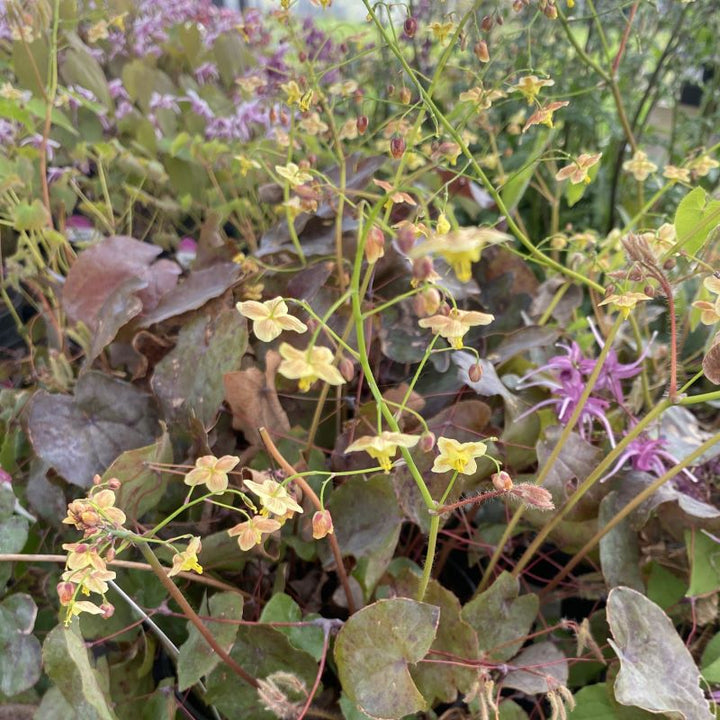 Epimedium 'Black Sea' (Barrenwort)