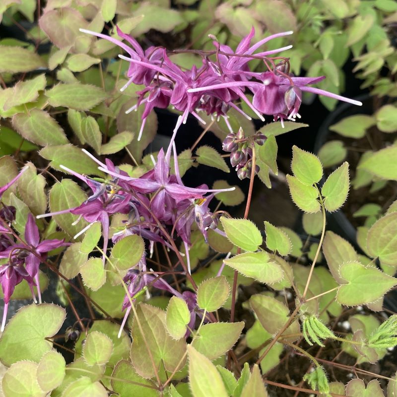 Wine purple flowers and bronze-tinted green foliage on Epimedium grandiflorum 'Purple Prince' 