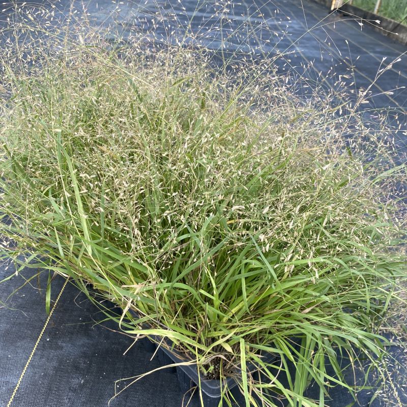 Eragrostis spectabilis (Purple Lovegrass) flowering in plug tray