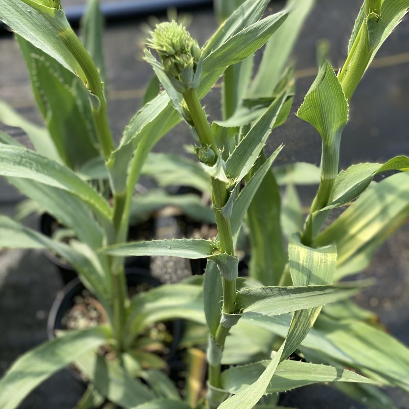 Eryngium yuccifolium bud