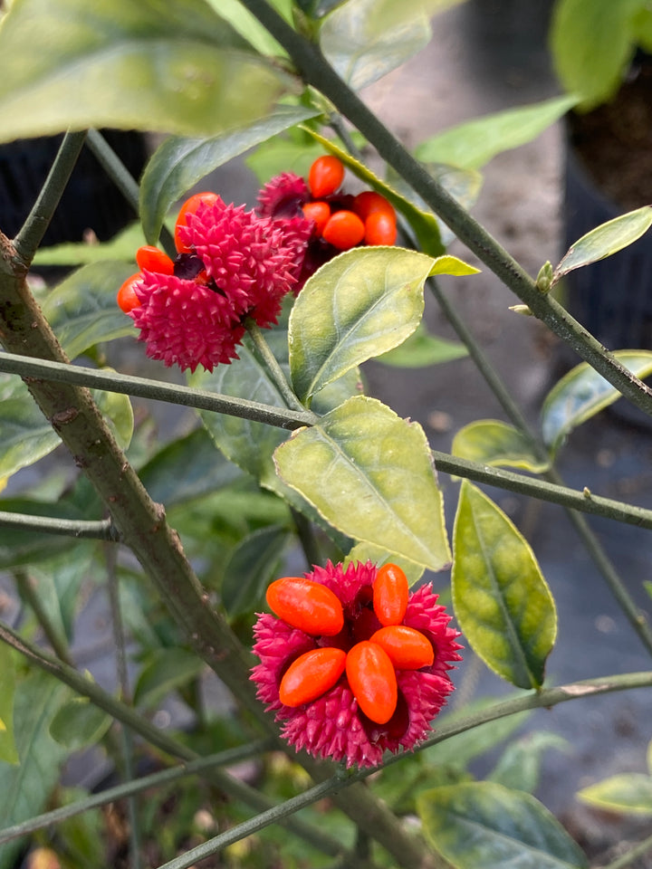 Close-up of Euonymus americanus (American Strawberry Bush) seed pods.