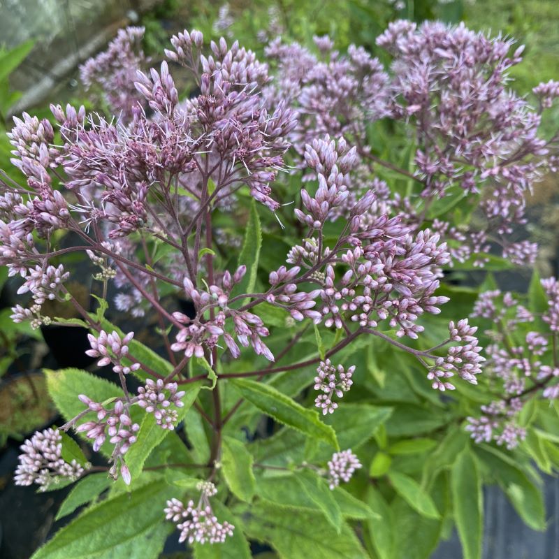 Light purple flowers of Eupatorium 'Baby Joe' Joe-pye weed