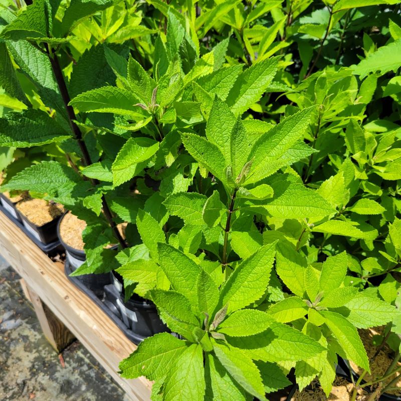 Eupatorium maculatum 'Phantom' (Dwarf Joe Pye Weed) with bright green leaves, darker stems, and gray-tinted new growth, grown in 1-gallon containers.