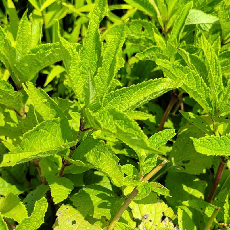 The toothed and deeply wrinkled foliage of Eupatorium fistulosum (hollow Joe Pye weed)