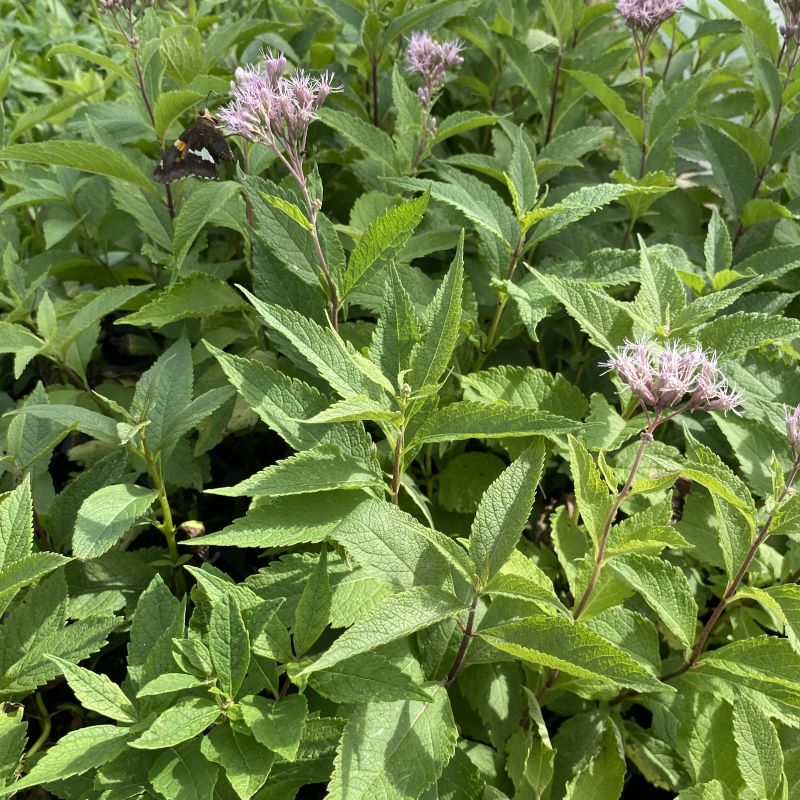 Eupatorium maculatum (Spotted Joe Pye Weed) Unity Grown