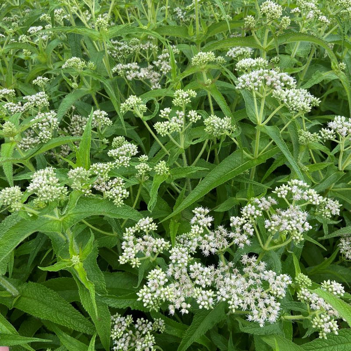 White flowers of Eupatorium perfoliatum (Boneset)