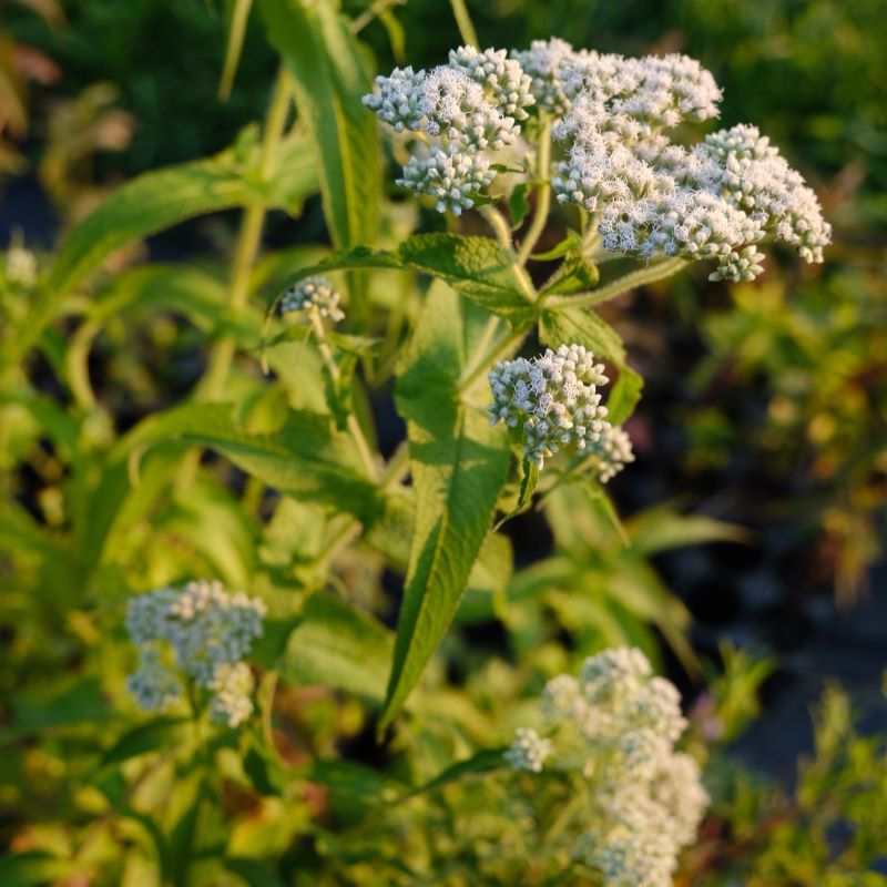 White flowers of Eupatorium perfoliatum (Boneset)