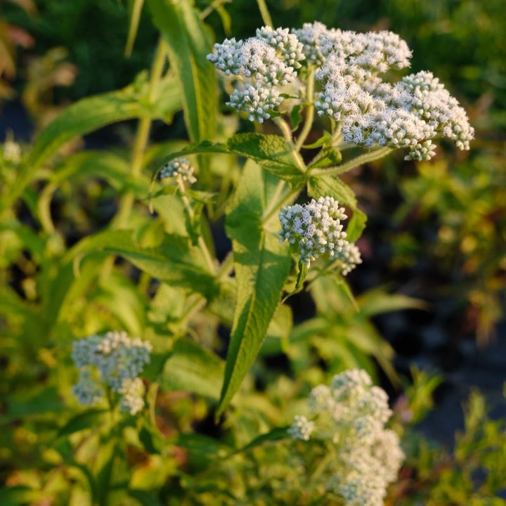 White flowers of Eupatorium perfoliatum (Boneset)