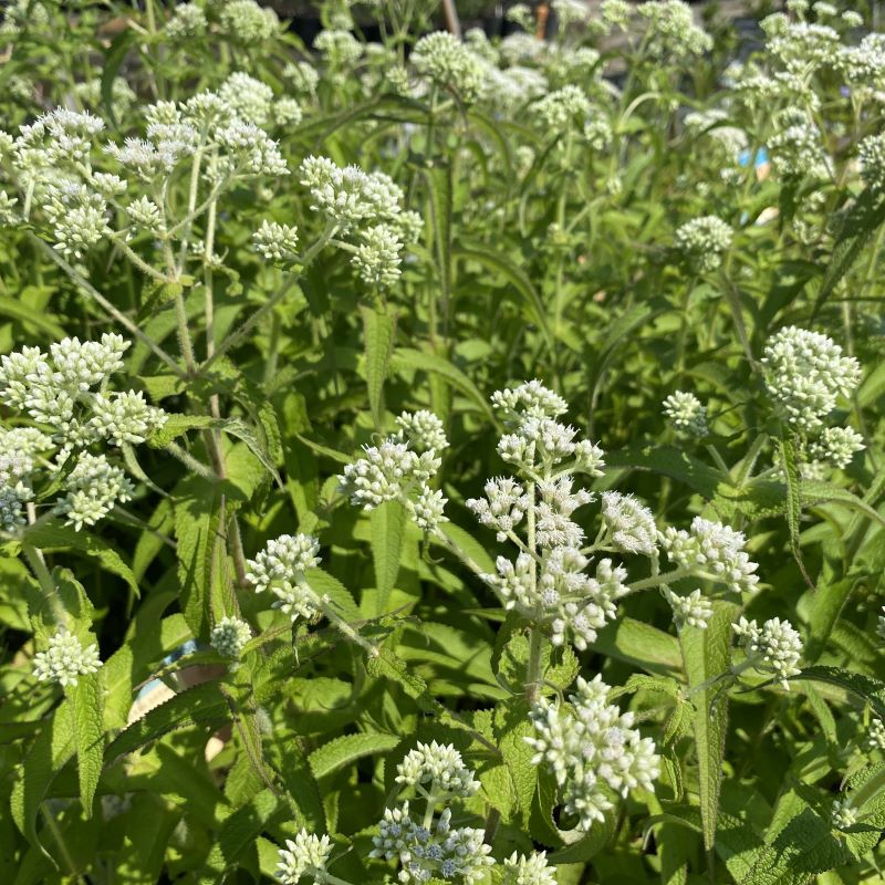 White flowers of Eupatorium perfoliatum (Boneset)