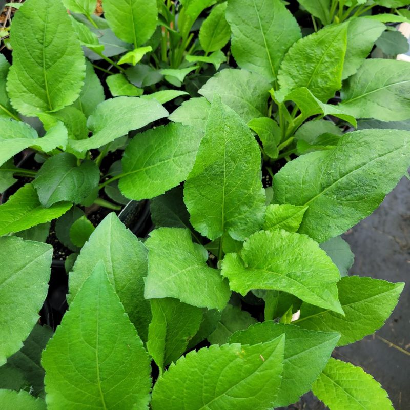 Large, namesake basal foliage of Eurybia macrophylla 'Twilight' (Bigleaf Aster)