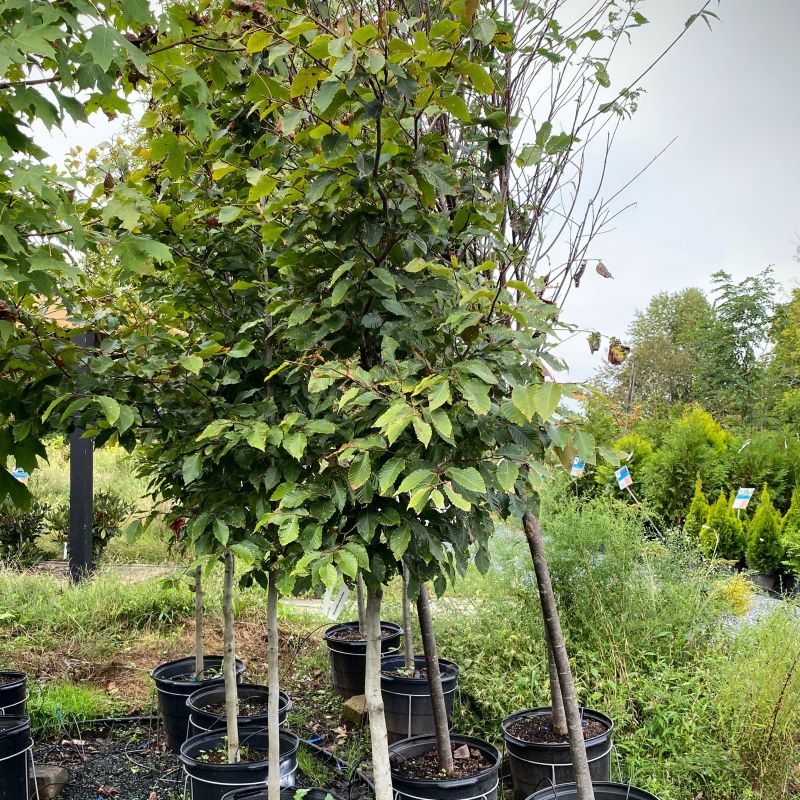 Fagus grandifolia (American Beech)