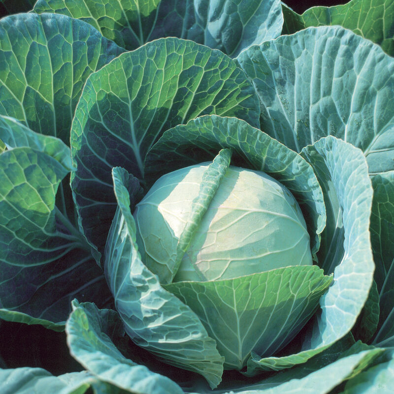 Large rounded head of mature Farao cabbage.