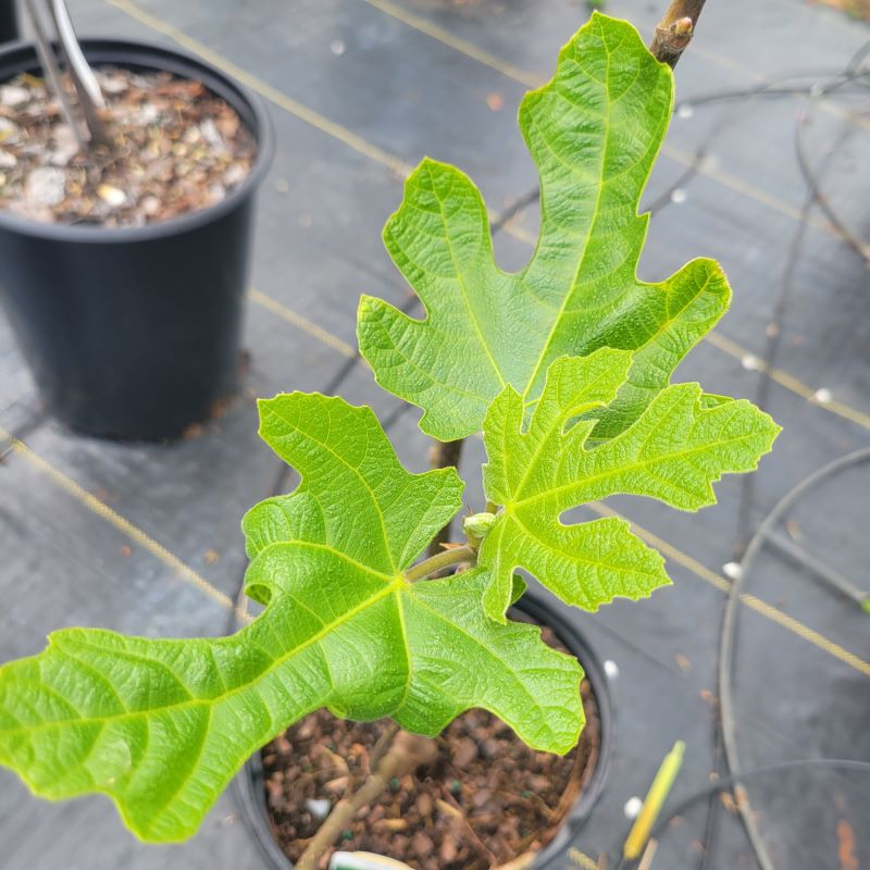 Fresh young foliage of Ficus carica 'Chicago Hardy' (Fig)