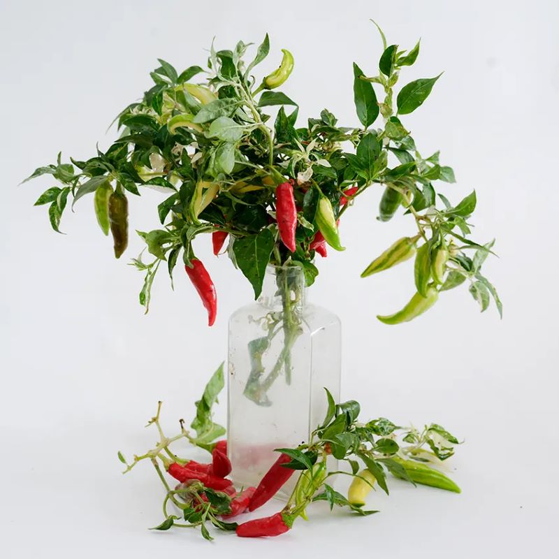 Fish pepper plant cuttings with variegated leaves and multi-colored ornamental peppers.