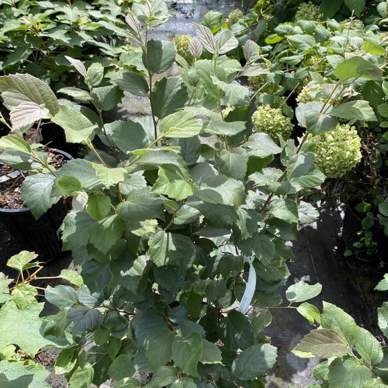 Mature Fothergilla gardenii (Dwarf Fothergilla) grown in a 3-gallon pot.