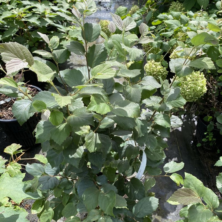 Mature Fothergilla gardenii (Dwarf Fothergilla) grown in a 3-gallon pot.
