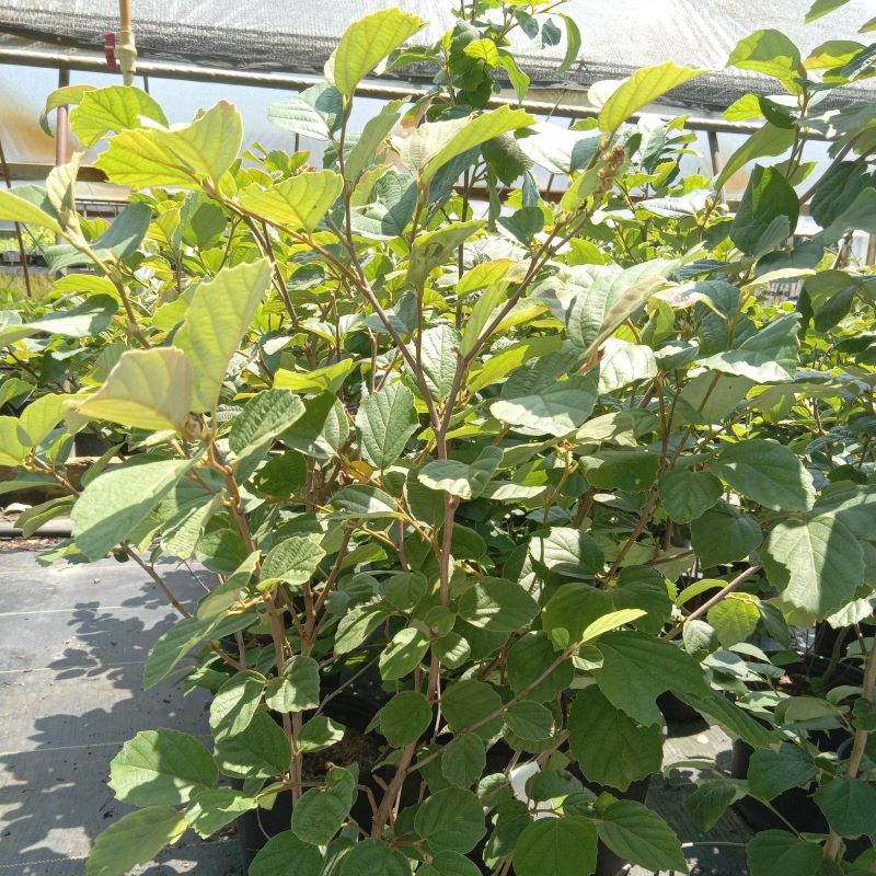 Textured, witch hazel-like foliage of Fothergilla 'Mount Airy' (Fothergilla)