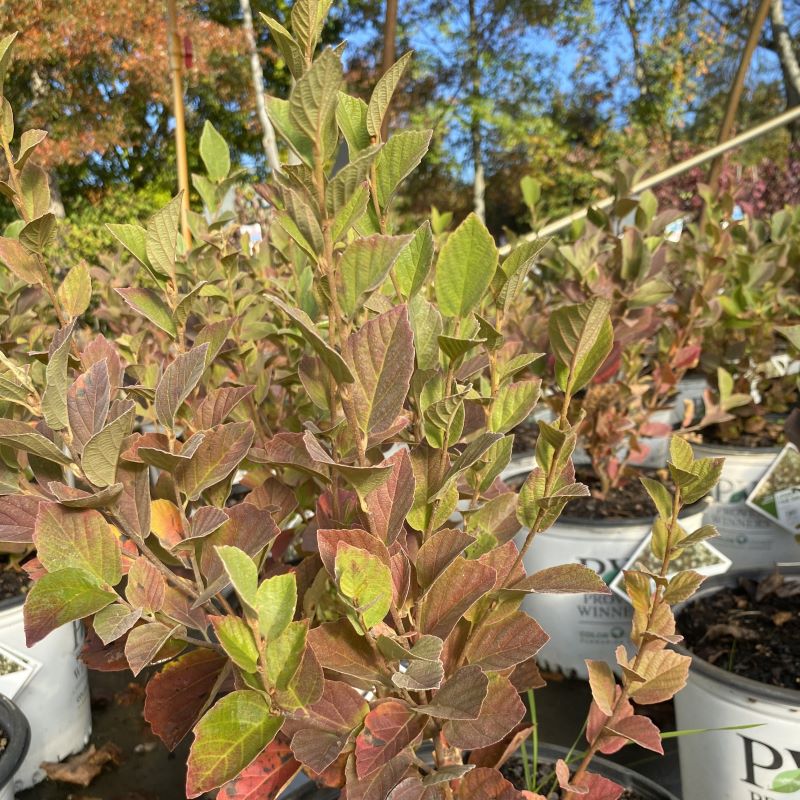 Fall colors of Fothergilla x intermedia 'Legend of the Small®'