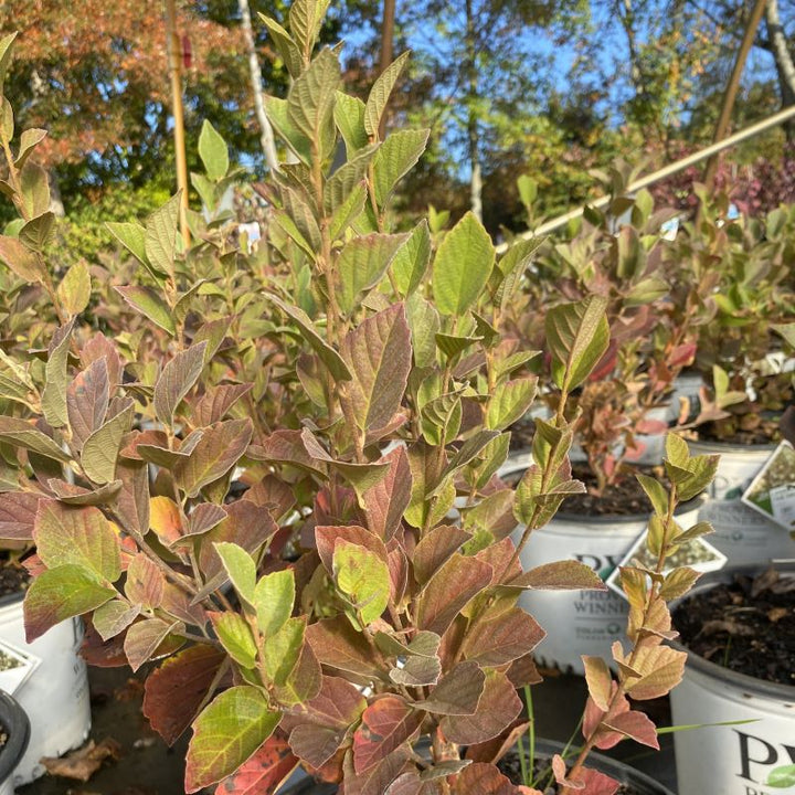 Fall colors of Fothergilla x intermedia 'Legend of the Small®'