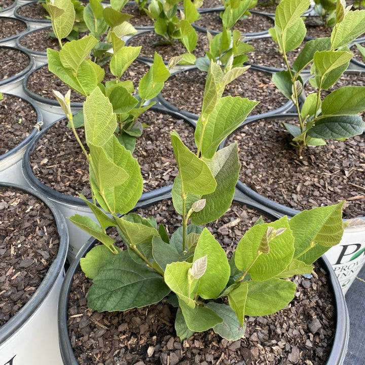Young Fothergilla x intermedia 'Legend of the Small®' grown in a 3-gallon pot.