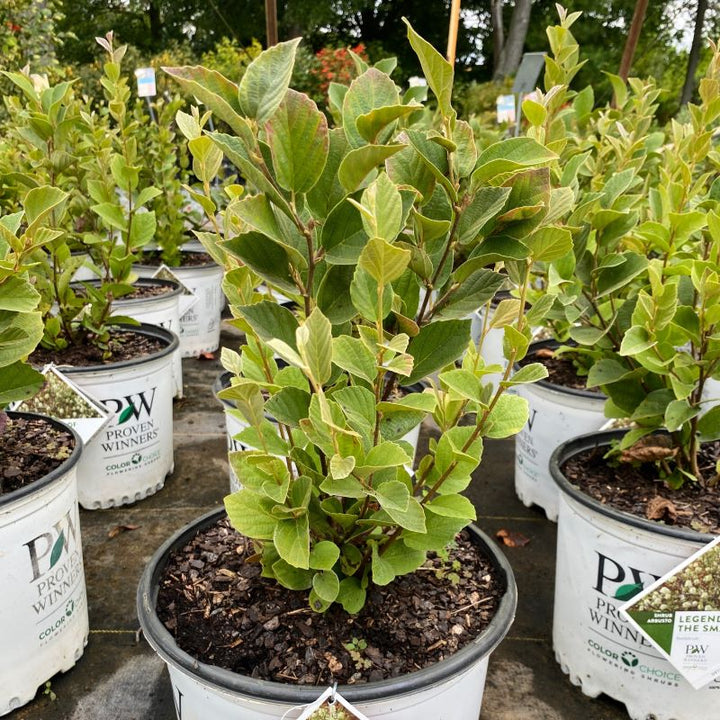 Mature Fothergilla x intermedia 'Legend of the Small®' in a 3-gallon pot.