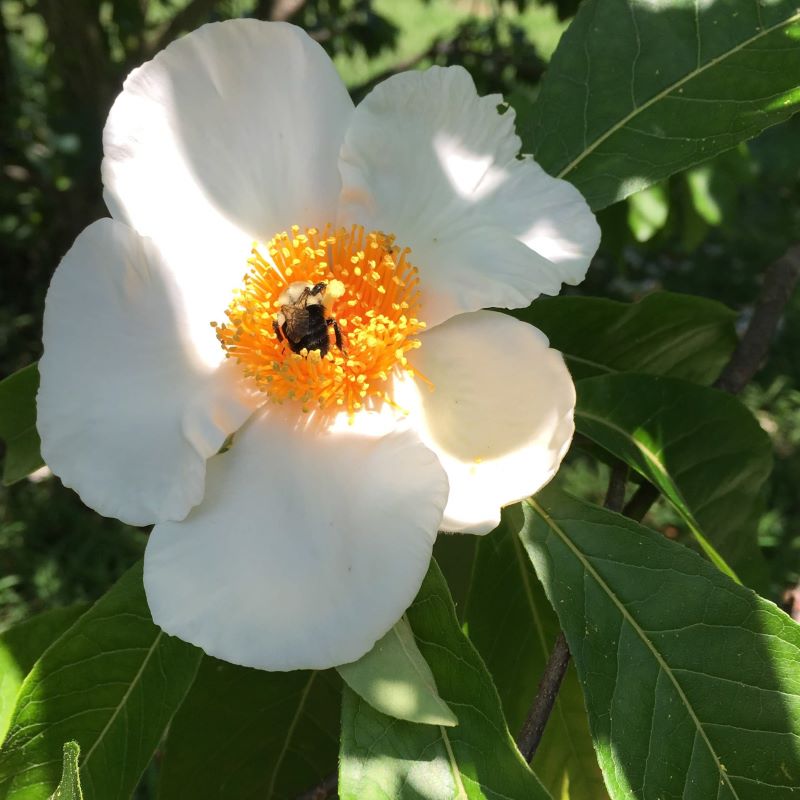 Close-up of Franklinia alatamaha (Franklin Tree) flower with bumblebee.