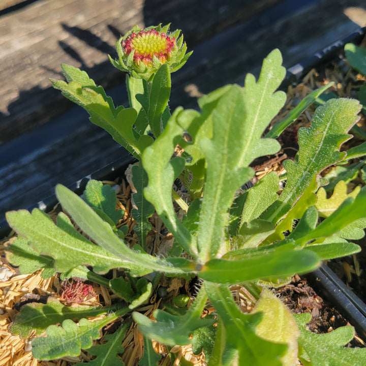 Gaillardia x grandiflora 'Arizona Red Shades' with an emerging red-toned flower bud.