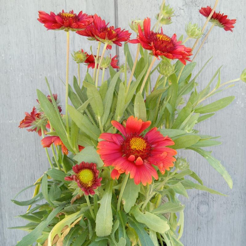 Gaillardia x grandiflora 'Arizona Red Shades' (Blanket Flower) with bright red blooms, grown in a 1-gallon container.
