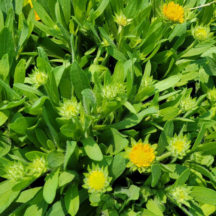 A photo of the soft green foliage and profuse blooms of Gaillardia aristata 'Spintop Mango' blanketflower