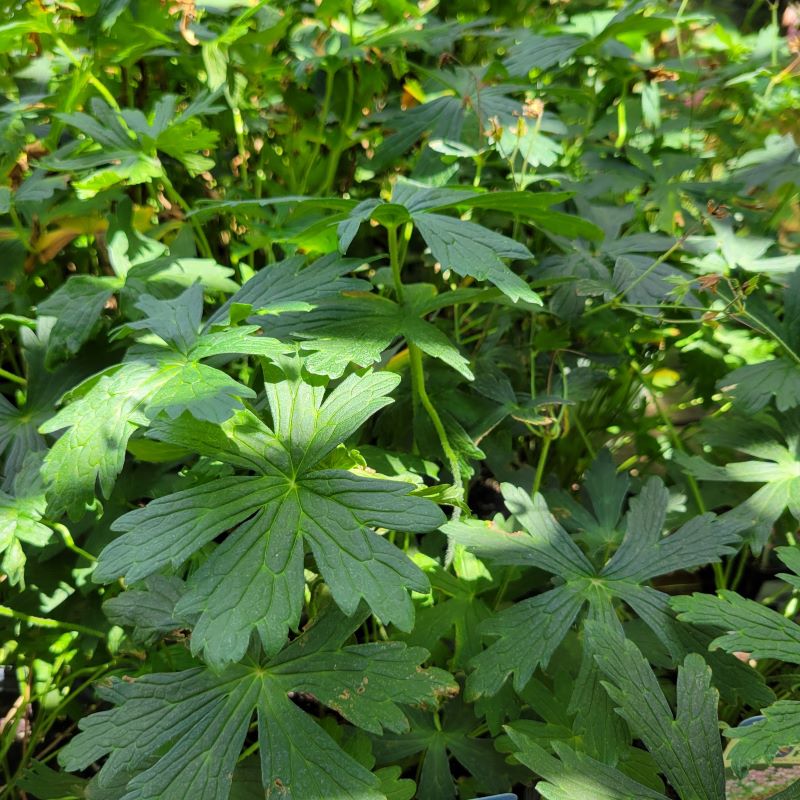 Dark green, deeply lobed foliage of Geranium maculatum 'Espresso' (Spotted Cranesbill)