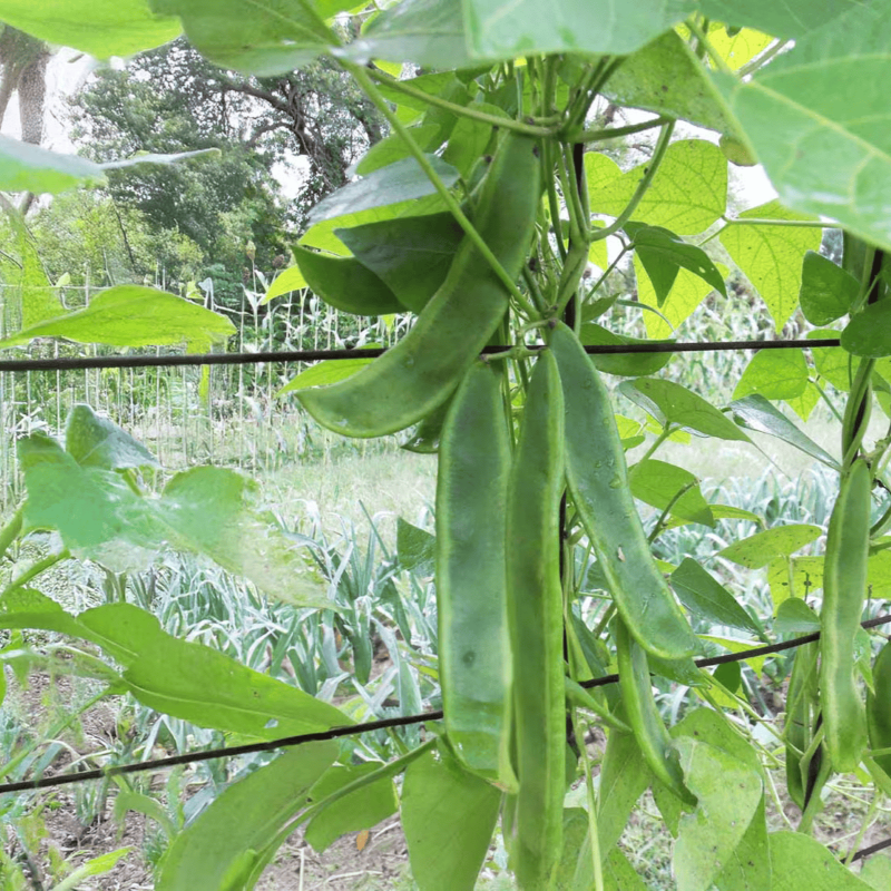 A small bundle of lima bean pods on a German Butterbean vine.