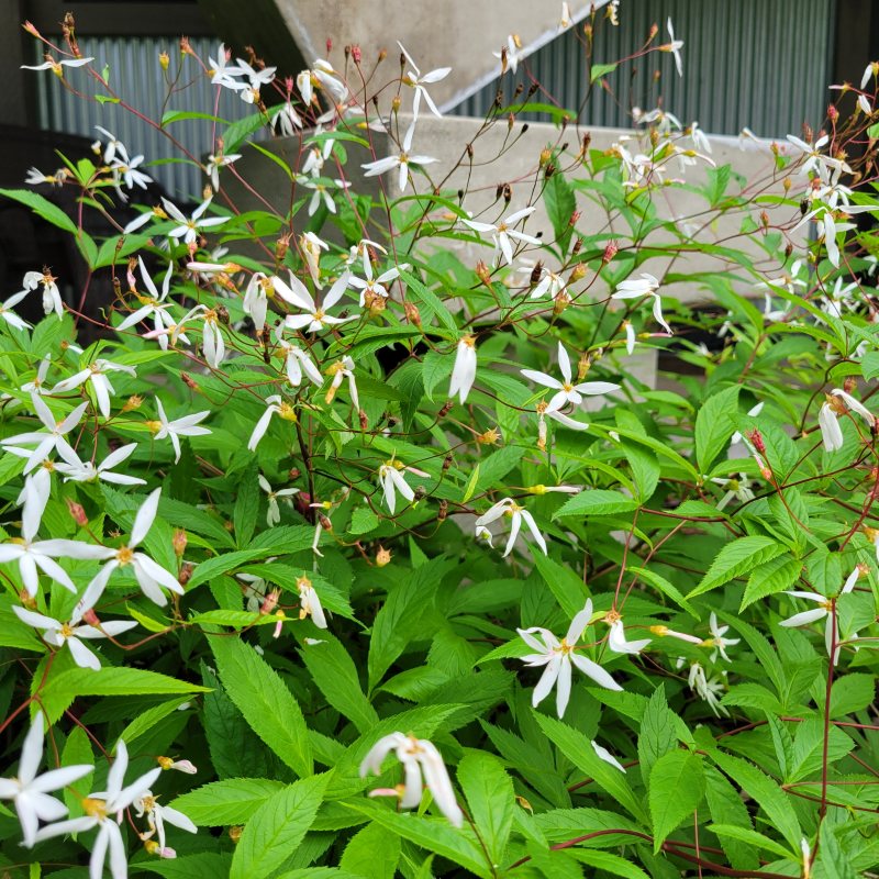 The striking, airy white blooms of Gillenia trifoliata (Bowman's Root) on display in mid-spring.