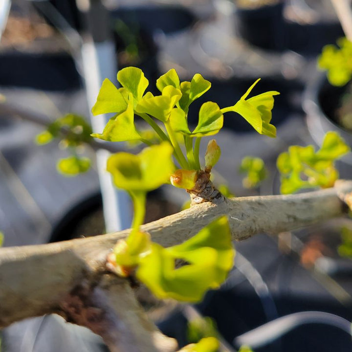 A close-up of the chartreuse-green new foliage of Ginkgo biloba (maidenhair tree)