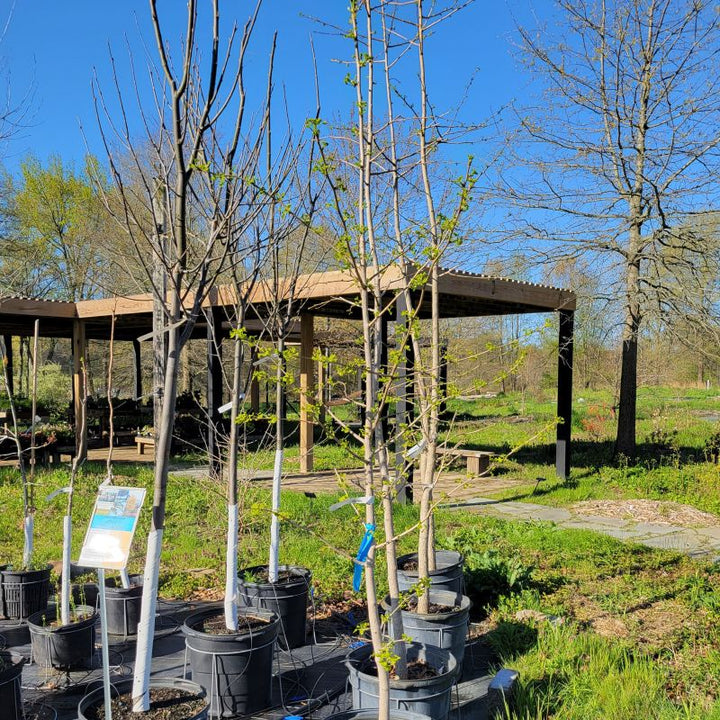 Upright Ginkgo biloba trees grown in 15-gallon pots