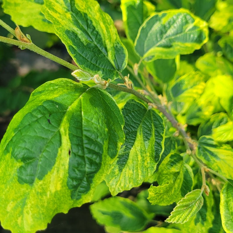 A close-up photo of a few of the marbled green tones of Hamamelis virginiana 'Little Prospect' leaves