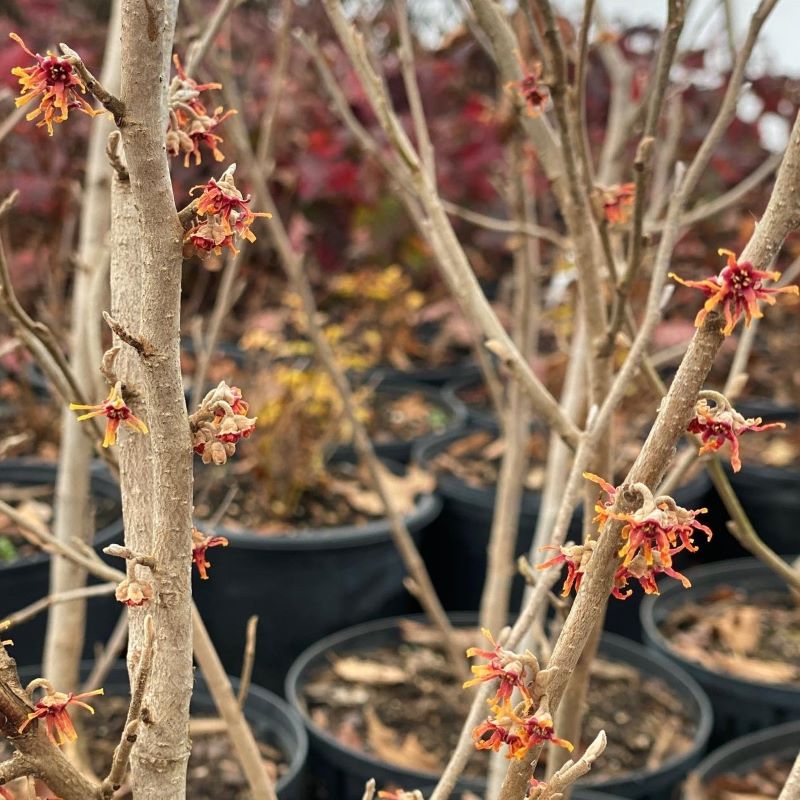 Close-up of unique flowers of Hamamelis virginiana (American Witch Hazel).
