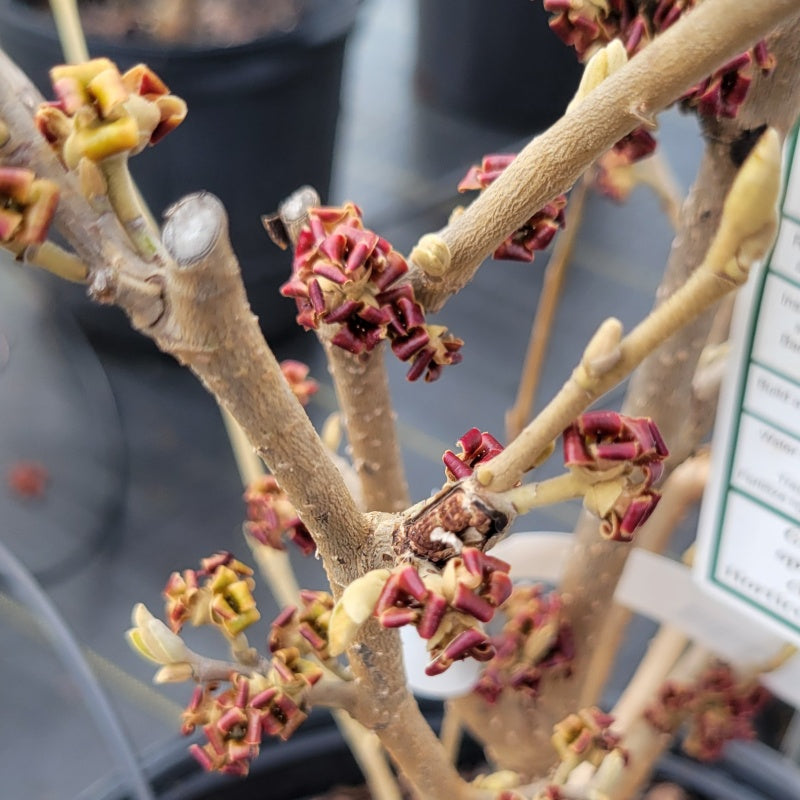 A close-up photo of the early spring, wine-red flowers of Hamamelis x intermedia 'Diane' (Witch Hazel)