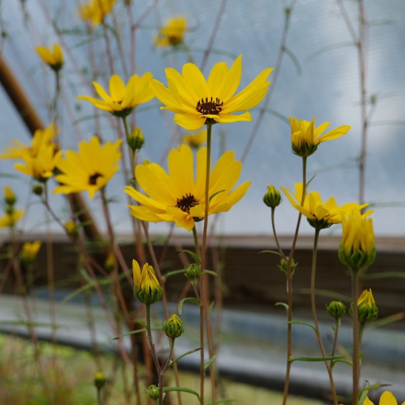 Yellow blooms of Helianthus angustifolius (Swamp Sunflower).