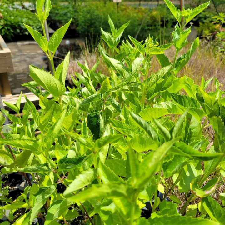 Lush green foliage of Heliopsis helianthoides (False Sunflower) grown as LP50-size landscaping plugs.