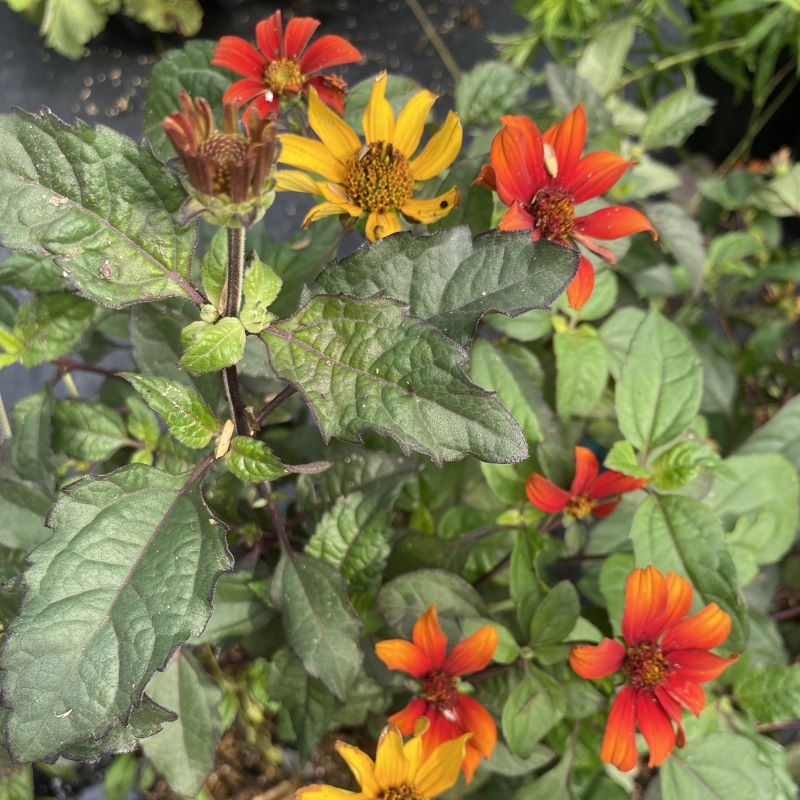 Multi-colored blooms of Heliopsis helianthoides var. scabra 'Bleeding Hearts' grown in quart-size pots.