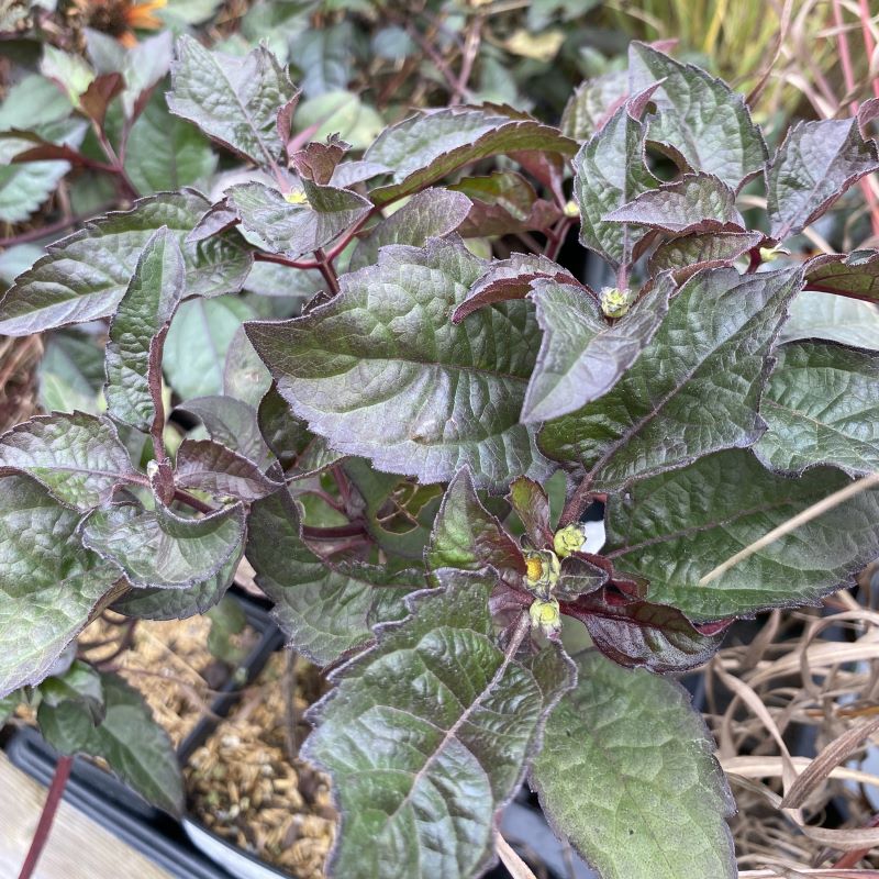 Close-up of bronze-purple tinged foliage and flower buds of Heliopsis helianthoides var. scabra 'Bleeding Hearts'.