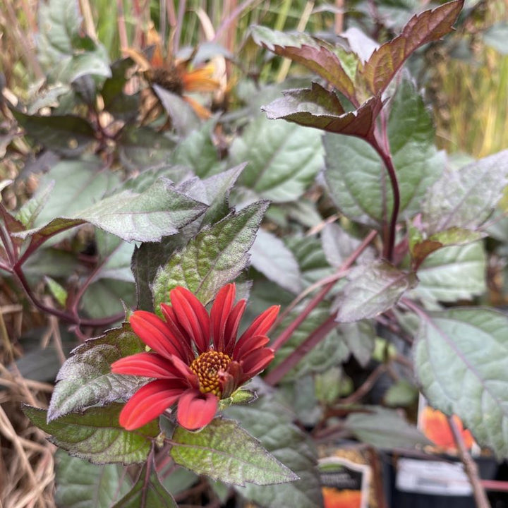 Close-up of red and purple hues found in Heliopsis helianthoides var. scabra 'Bleeding Hearts' flowers and foliage.