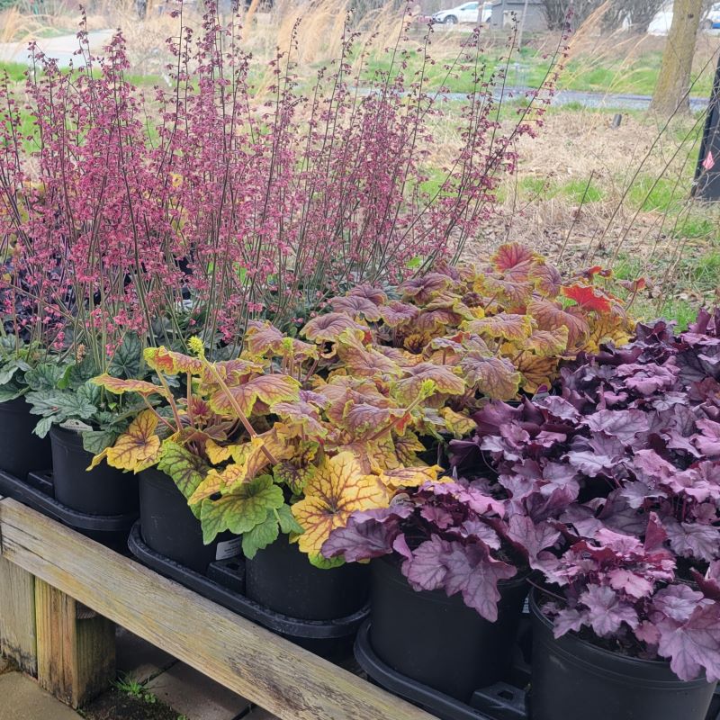 Bright red and yellow foliage of Heuchera x 'Red Lightning' (center) contrasting against that of 'Berry Timeless' (left) and 'Pink Panther' (right).
