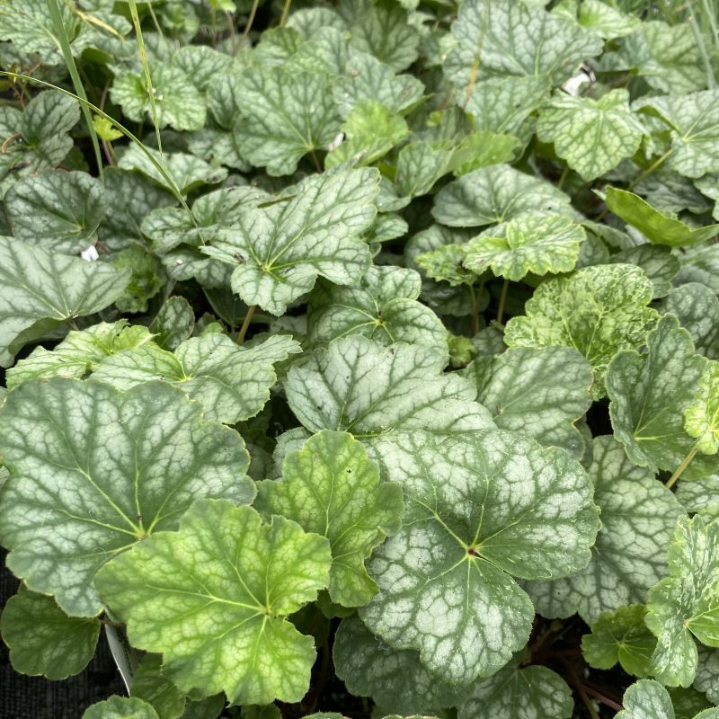 Heuchera americana 'Dale's Strain' grown in quart-size pots.